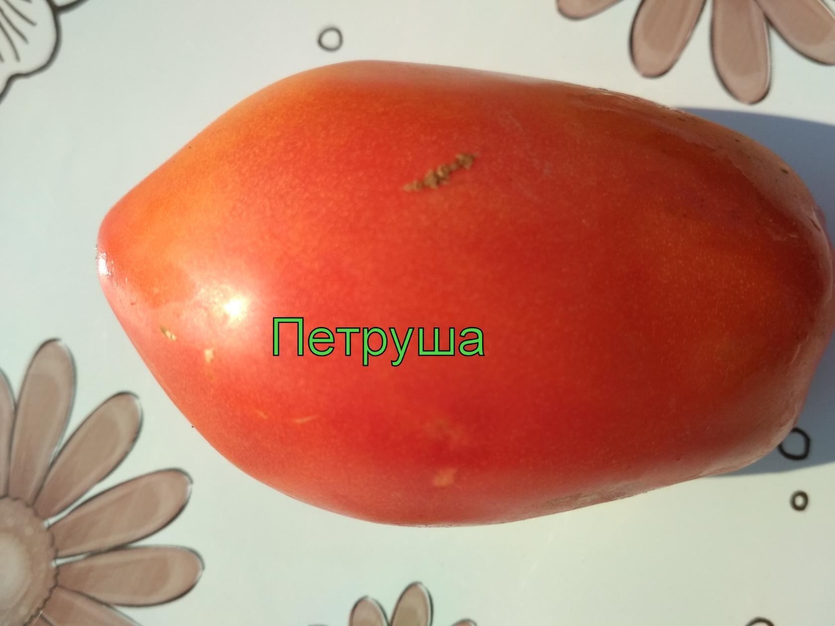 Томат томат Петруша